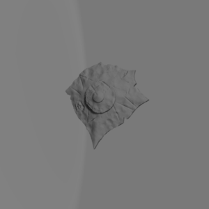 Shield C
