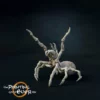 Kleine Spinne C